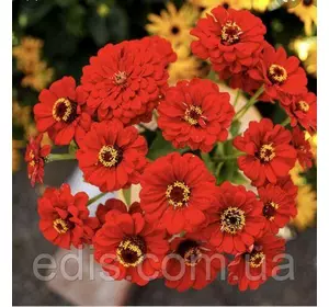 Цинія багатоквіткова Ліліпут червона 0,5 г, насіння Яскрава Цинія багатоквіткова Ліліпут червона 0,5 г, насіння Яскрава