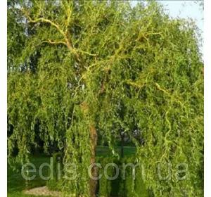 Верба Матсудана Верба Матсудана