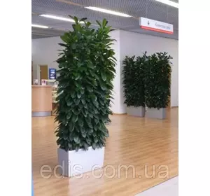 Фікус Бокальчатоприлистниковий (Ф. Циатистипула) Кімнатна рослина h=25-40 див. Ø=P9 Фікус Бокальчатоприлистниковий (Ф. Циатистипула) Кімнатна рослина h=25-40 див. Ø=P9