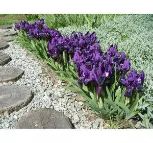 Ірис карликовий супер ранній Ірис карликовий супер ранній