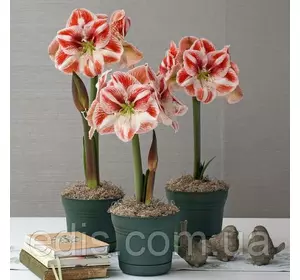 Гіппеаструм простий Popov (Попов) 1 цибулина 24/26 Гіппеаструм простий Popov (Попов) 1 цибулина 24/26