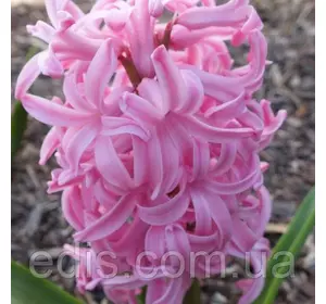 Гіацинт Pink Pearl (Пінк Перл) 1 цибулина (калібр 14/15 - великий) Гіацинт Pink Pearl (Пінк Перл) 1 цибулина (калібр 14/15 - великий)