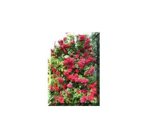 Троянда в'юнка Норіта (Norita) Троянда в'юнка Норіта (Norita)