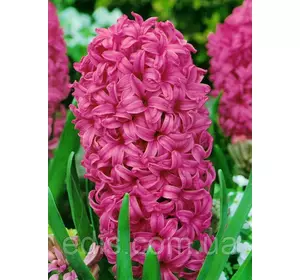 Гіацинт En Melang 1 цибулина (калібр 18/19 - дуже великий) Гіацинт En Melang 1 цибулина (калібр 18/19 - дуже великий)