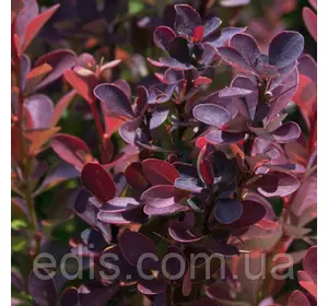 Барбарис Тунберга Helmond Pillar у контейнері Барбарис Тунберга Helmond Pillar у контейнері