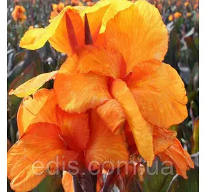 Канна Wyoming (Вайоминг) Канна Wyoming (Вайоминг)