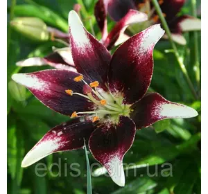 Лілія азіатська Netty's Pride (Неттіс Прайд) 1 цибулина 12/14 Лілія азіатська Netty's Pride (Неттіс Прайд) 1 цибулина 12/14