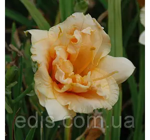 Лілейник Longfields Kitten Лілейник Longfields Kitten