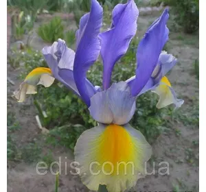 Ірис голандський Miss Saigon® (Міс Сайгон) 3 цибулин Ірис голандський Miss Saigon® (Міс Сайгон) 3 цибулин