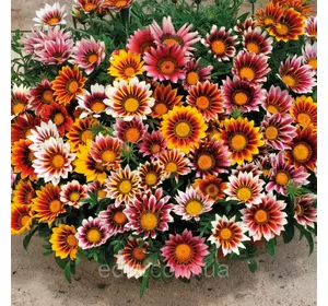 Газанія Блискуча 0,1 г, насіння Яскрава Газанія Блискуча 0,1 г, насіння Яскрава