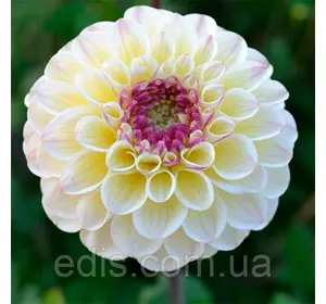 Жоржина Помпонная Lake Carey Жоржина Помпонная Lake Carey