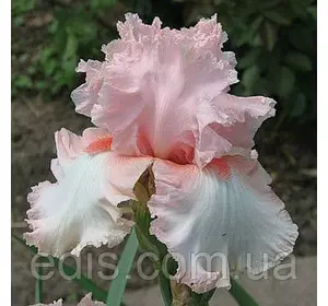 Ірис бородатий Kentucky Woman (Кентуккі Вумен) Ірис бородатий Kentucky Woman (Кентуккі Вумен)