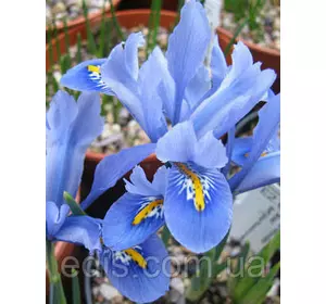 Ірідодіктіум Alida (ірис сітчастий Аліда) 5 цибулин Ірідодіктіум Alida (ірис сітчастий Аліда) 5 цибулин