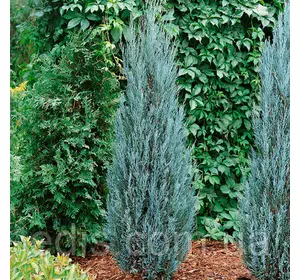 Ялівець Blue Arrow (Блю Ерроу) у контейнері Ялівець Blue Arrow (Блю Ерроу) у контейнері