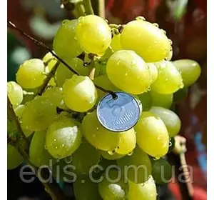 Виноград Лора (ранній) Виноград Лора (ранній)