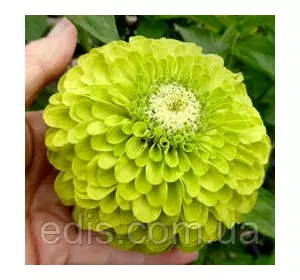 Цинія махрова Енві 0,5 г, насіння Яскрава Цинія махрова Енві 0,5 г, насіння Яскрава