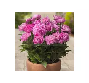 Півонія низькоросла Rome (Рим) Півонія низькоросла Rome (Рим)