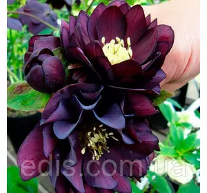 Морозник махровий Ellen Purple ( Helleborus Ellen Purple ) у контейнері Морозник махровий Ellen Purple ( Helleborus Ellen Purple ) у контейнері