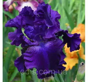 Ірис бородатий Hollywood Nights Ірис бородатий Hollywood Nights