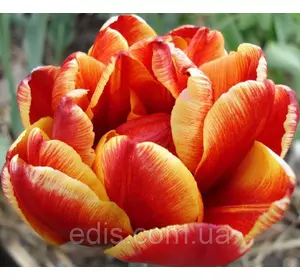 Тюльпан махровий пізній Allegretto (Алегретто),3 цибулини Тюльпан махровий пізній Allegretto (Алегретто),3 цибулини
