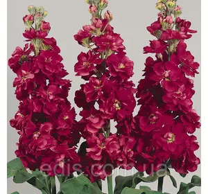 Левкой Квік 0,2 г насіння Яскрава Левкой Квік 0,2 г насіння Яскрава