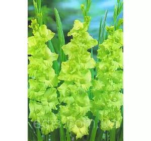 Гладіолус Evergreen 8/10 3 цибулини Гладіолус Evergreen 8/10 3 цибулини