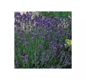 Лаванда Munstead в контейнері контейнер 2 л Лаванда Munstead в контейнері контейнер 2 л