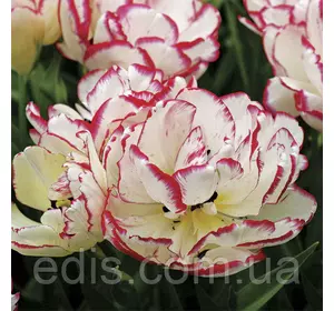 Тюльпан Belicia (Белиша) мультифлора махровий ранній 2 цибулини Тюльпан Belicia (Белиша) мультифлора махровий ранній 2 цибулини