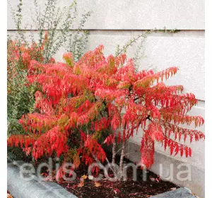 Сумах пухнастий Диссекта (с. оленерогий, оцтове дерево) Сумах пухнастий Диссекта (с. оленерогий, оцтове дерево)