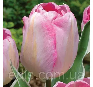 Тюльпан Тріумф New Design (Нью Дизайн) 3 цибулини Тюльпан Тріумф New Design (Нью Дизайн) 3 цибулини