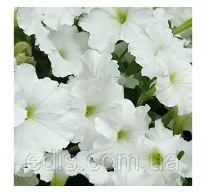 Петунія ампельна Лавина Біла F1 10 насінин-драже в колбі, PREMIUM Яскрава Петунія ампельна Лавина Біла F1 10 насінин-драже в колбі, PREMIUM Яскрава