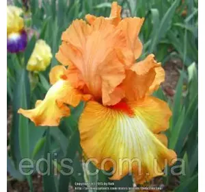 Ірис високий бородатий Great Balls of Fire (Грейт Боллс ів Фаєр) Ірис високий бородатий Great Balls of Fire (Грейт Боллс ів Фаєр)