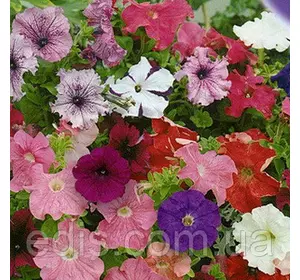 Петунія звисаюча Бахромчата суміш 15-30 насіння, ТМ Яскрава Петунія звисаюча Бахромчата суміш 15-30 насіння, ТМ Яскрава