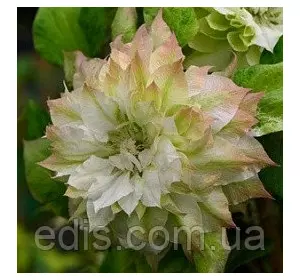 Клематис Sen-no-Kaze (Сен-но-Казе) Клематис Sen-no-Kaze (Сен-но-Казе)