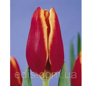 Тюльпан Тріумф Nashville (Нешвілл) 3 цибулини Тюльпан Тріумф Nashville (Нешвілл) 3 цибулини