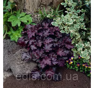 Гейхера Micrantha Palace Purple (Пурпурний замок) в контейнері 0,5 л. Гейхера Micrantha Palace Purple (Пурпурний замок) в контейнері 0,5 л.