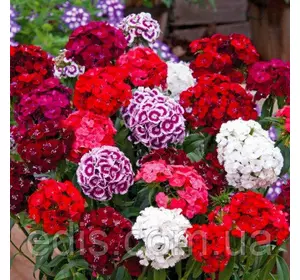 Гвоздика Турецька 0,5 г Гвоздика Турецька 0,5 г