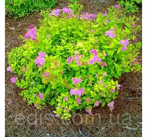 Спірея японська Goldmound (Голдмаунд) у контейнері Спірея японська Goldmound (Голдмаунд) у контейнері