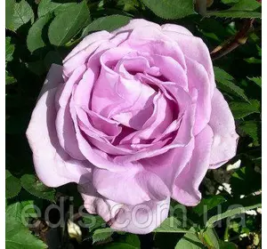 Троянда плетиста Блю Мун Плетиста (Blue Moon) Троянда плетиста Блю Мун Плетиста (Blue Moon)