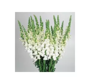 Ротики Білі (Левовий зев) 0,2 г, насіння Яскрава Ротики Білі (Левовий зев) 0,2 г, насіння Яскрава