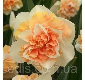 Нарцис махровий Flower Surprise (Флауер Сюрпрайз) 2 цибулини Нарцис махровий Flower Surprise (Флауер Сюрпрайз) 2 цибулини