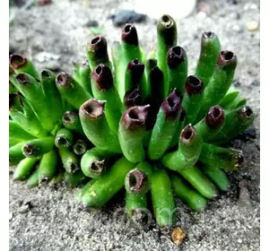 Молодило трубчасте Oddity Молодило трубчасте Oddity