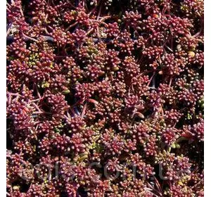 Очиток (седум) білий Murale Очиток (седум) білий Murale