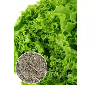 Салат Одеський кудрявець 100 г, вагове насіння Яскрава Салат Одеський кудрявець 100 г, вагове насіння Яскрава