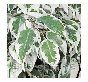 Фікус Бенджаміна Саманта 20 см Кімнатна рослина Фікус Бенджаміна Саманта 20 см Кімнатна рослина