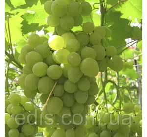 Виноград Супер Екстра Виноград Супер Екстра