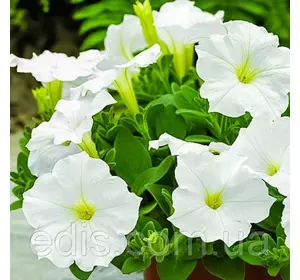 Петунія мініатюрна Біла 0,1 г насіння Яскрава Петунія мініатюрна Біла 0,1 г насіння Яскрава