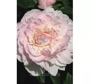 Півонія Madame Calot (Мадам Калот) кореневище Півонія Madame Calot (Мадам Калот) кореневище