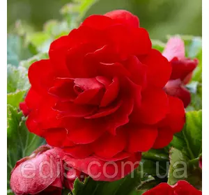 Бегонія бульбова махрова Яскраво Червона, 1 бульба Бегонія бульбова махрова Яскраво Червона, 1 бульба