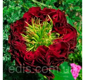 Троянда Червоне око (Red Eye) чайно-гібридна Троянда Червоне око (Red Eye) чайно-гібридна